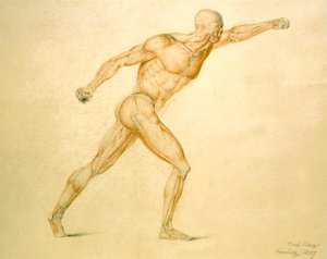 Anatomische Spieren van een Man in Volledige Strekking