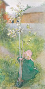Appelbloesem, 1894