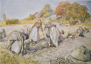 Aardappels rooien