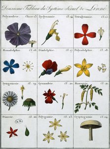 Tweede Tabel van het Linneaanse Planten Seksuele Systeem door Carl Linnaeus