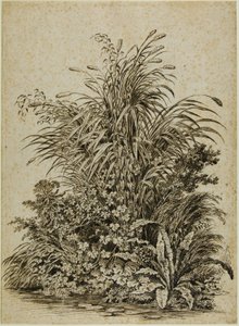 Planten aan de waterkant door Carl Wilhelm Kolbe the elder