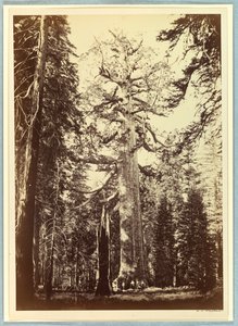 De Grizzly Giant, Mariposa Grove, Yosemite door Carleton E. Watkins