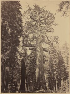 Grizzlyreus, Mariposa Grove,1861 (foto) door Carleton Emmons Watkins
