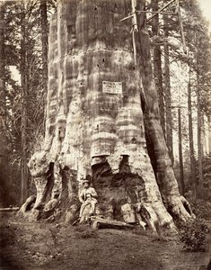 Moeder van het bos door Carleton Emmons Watkins