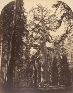 De griezelige reus, Mariposa Grove, Yosemite, 1861 door Carleton Emmons Watkins