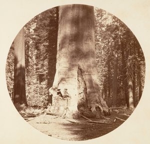 De moeder van het bos - Calaveras Grove door Carleton Emmons Watkins