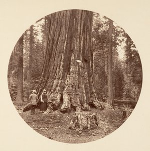 De Trots van het Bos - Calaveras Grove, ca. 1878 door Carleton Emmons Watkins