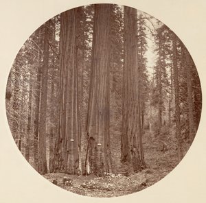 [Yosemite National Park, Californië], ca. 1878 door Carleton Emmons Watkins