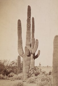 [Cactus]