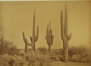 [Cactus, Arizona - Cereus Giganteus].