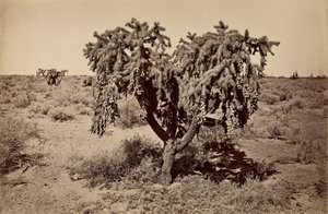 [Cactus, woestijn van Arizona].