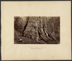 [Californië - Mariposa grote bomen, "Washington" 270 ft. hoog, 92 ft. omtrek]. door Carleton Watkins