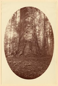 [Empire State Calaveras Grove]. door Carleton Watkins