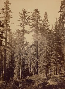 [Bosgezicht] / [Suikerdennen]. door Carleton Watkins