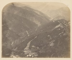Josephine en Pijnboom door Carleton Watkins