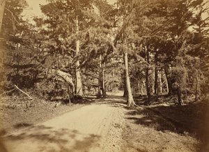 [Monterey, Californië. Moss Avenue, 18 Mile Drive]. door Carleton Watkins
