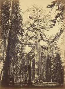  door Carleton Watkins
