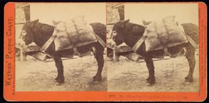 De oudste inwoner van de Farallone-eilanden door Carleton Watkins