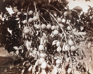 Zonder titel [fruit op boom] door Carleton Watkins