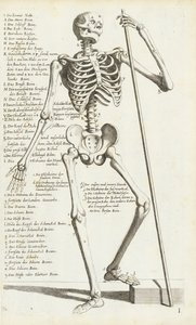 Anatomische Studie van het Menselijk Skelet door Carlo Cesi door Carlo Cesi