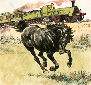 Zwarte Schoonheid