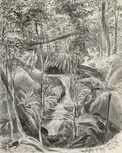 Jungle studie door Caroline Louisa Meredith