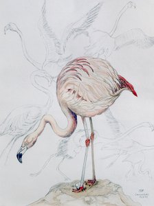 Flamingo door Carolyn Hubbard Ford