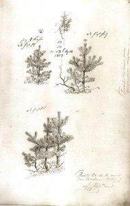 Pijnbomen door Caspar David Friedrich