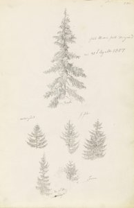 Zes studies van sparren en dennen door Caspar David Friedrich