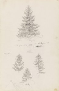 Spar en drie studies van sparren door Caspar David Friedrich