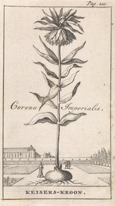 Keizerskroon door Caspar Luyken