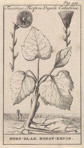 Klein hoefblad met hoestkruid