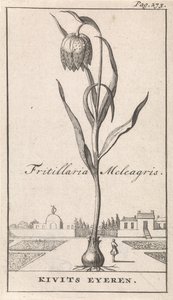 Titelpagina en acht prenten met bloemen