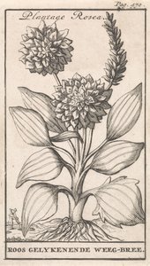 Titelpagina en acht prenten met bloemen Weegbree Plantago Rosea / Roos gelykenende Weeg-bree