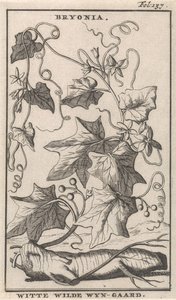 Witte heggenrank door Caspar Luyken