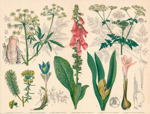 Britse giftige planten door Cassell and Co
