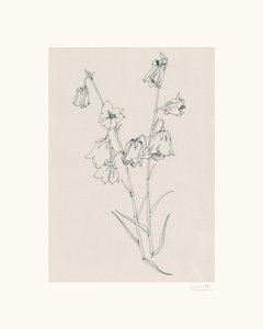 Tekening van delicate klokjesbloemen