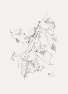 Fijne schets van een lindeboom