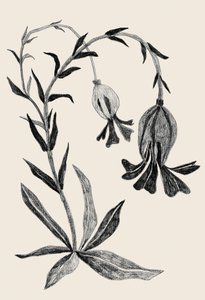 Elegante botanische bloem