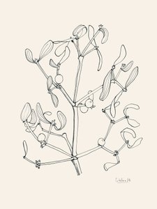 Kerstmis: Maretak - Lijntekening