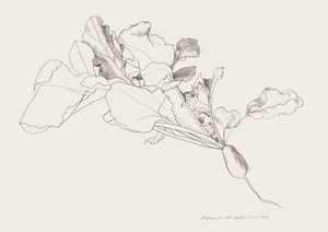 Botanische tekening van een radijs door Catalina Somolinos