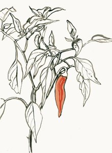 Levendige chili-tekening