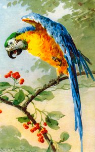 Papegaai Eet Bessen door Catherine Klein