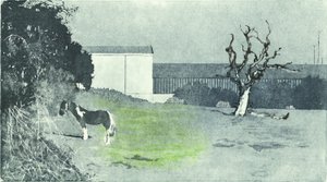 Geconfronteerd met nieuwe groei, 2016 (Aquatint ets en drogenaald) door Catherine Sutcliffe-Fuller