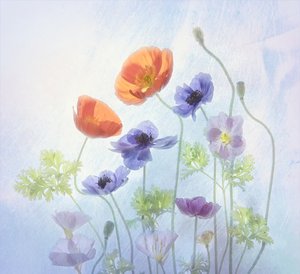 Kleurrijke, etherische bloemen