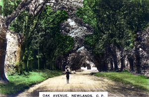 Eikenlaan, Newlands, Johannesburg, Gauteng, Zuid-Afrika