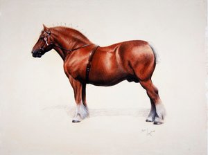 Een kampioen Suffolk Punch