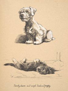 Sealyham en Rough Dachund Puppy, 1930, Illustraties uit zijn schetsboek gebruikt voor Just Among Friends, later gepubliceerd door Eyre en Spottiswoode Limited, 1934 door Cecil Charles Windsor Aldin