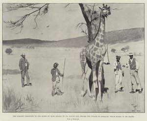 De giraf gepresenteerd aan de koningin door koning Khama op zijn geboorteland voor de reis naar Engeland, die eindigde in zijn dood door Cecil Charles Windsor Aldin