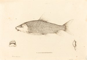 C. Macrolepidotus door Charles Alexandre Lesueur